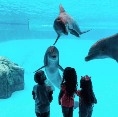 kids at aquarium looking at dolphins